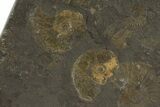 Dactylioceras Ammonite Cluster - Posidonia Shale, Germany #79303-1